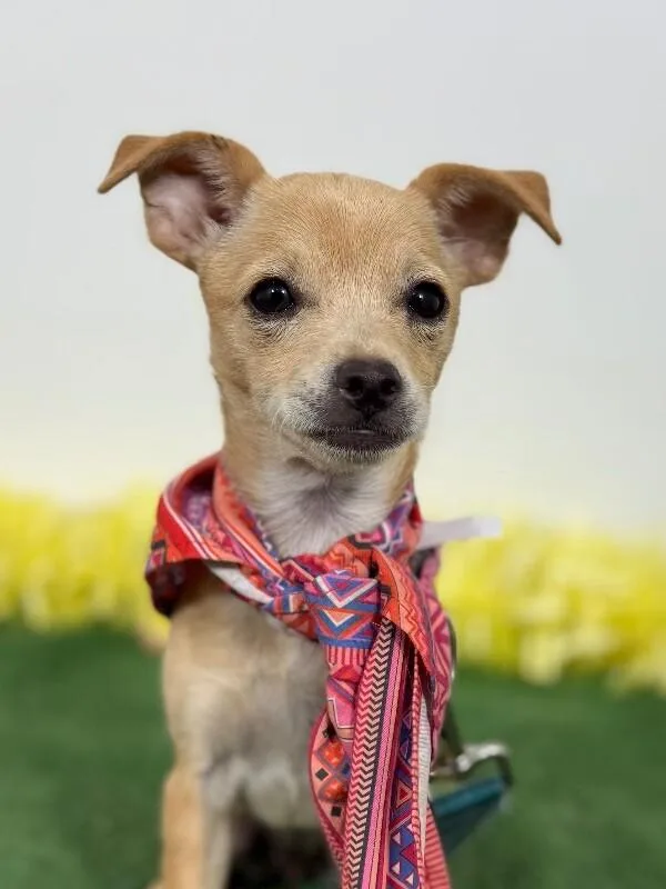 A baby small-sized female Yellow / Tan / Blond / Fawn Chihuahua dog named Anitta for adoption in Carlsbad, CA