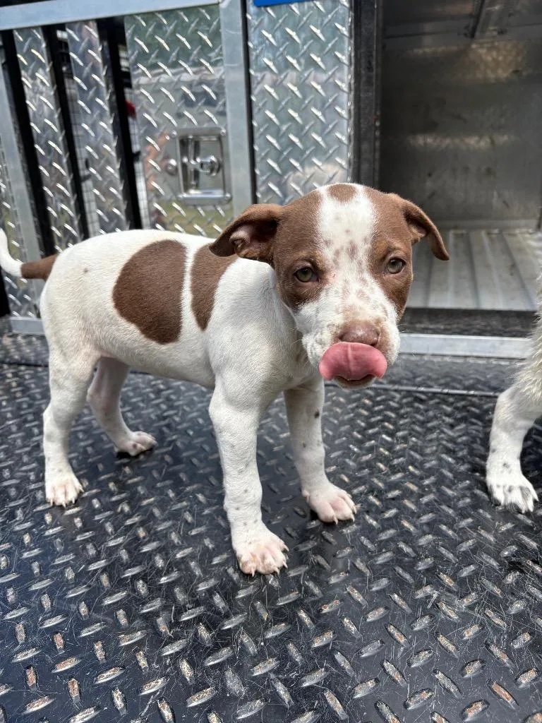 A baby medium-sized female Mixed Breed dog named May for adoption in Effingham, SC