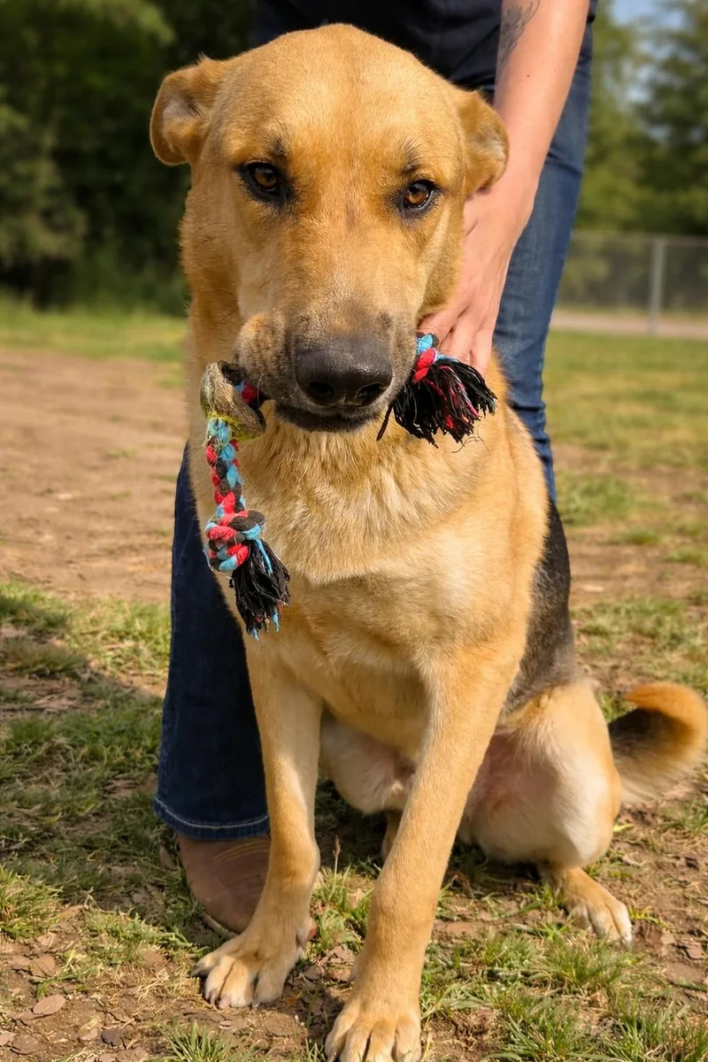 A young large-sized male Yellow / Tan / Blond / Fawn German Shepherd Dog dog named Haas for adoption in Houston, TX