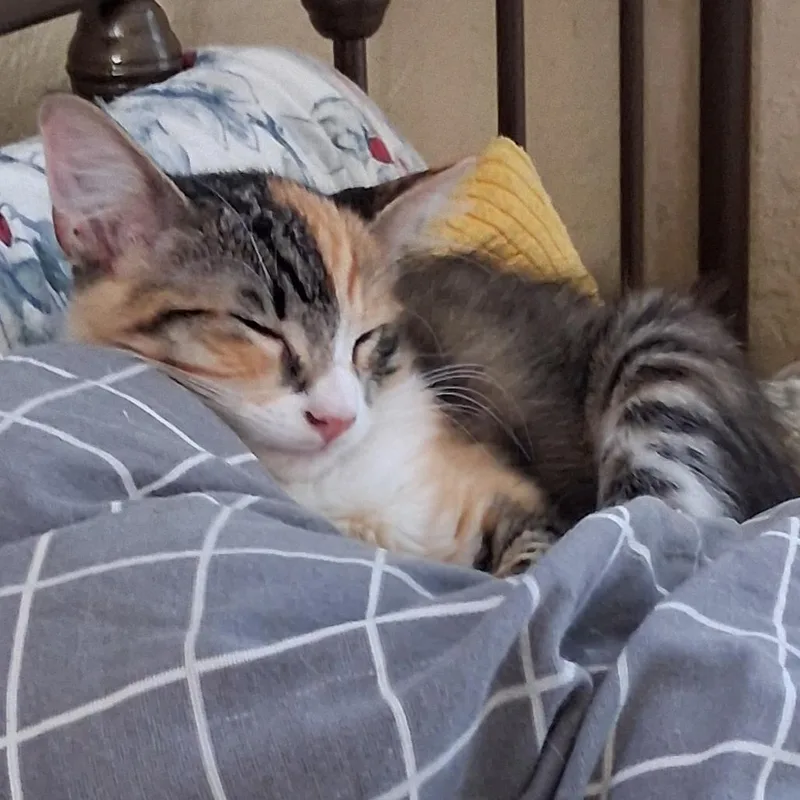 A baby small-sized female Calico Domestic Medium Hair cat named Posie for adoption in Los Angeles, CA