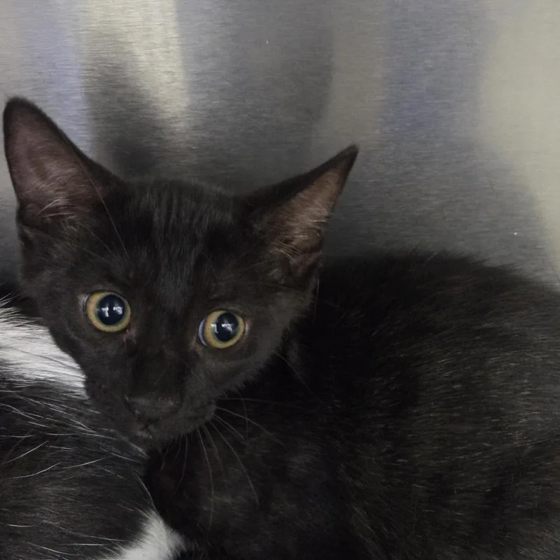 A baby small-sized male Black Domestic Short Hair cat named Fun Boy for adoption in Lake Panasoffkee, FL