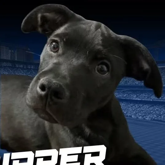 A baby small-sized male Black Retriever dog named Zipper for adoption in Nashville, TN