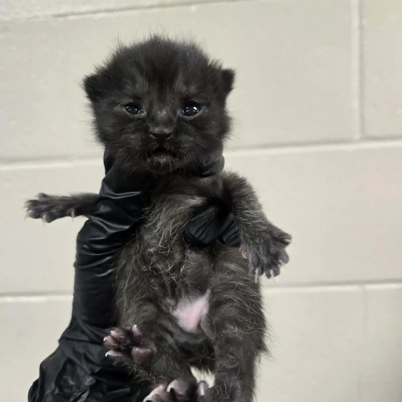 A baby small-sized female Black Domestic Short Hair cat named Caribiner for adoption in Reno, NV