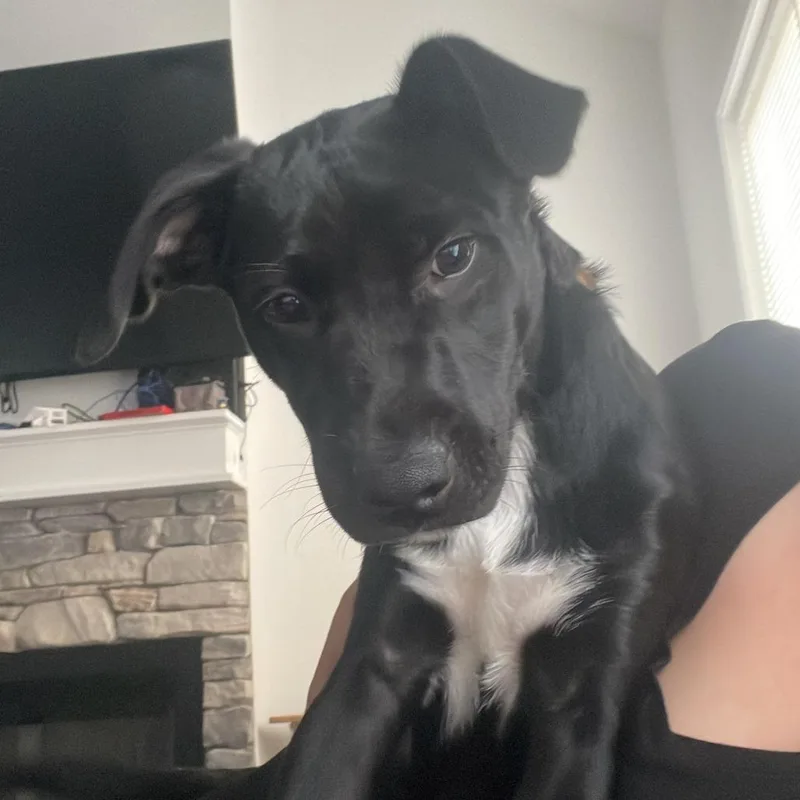 A young small-sized male Black Black Labrador Retriever dog named Chase for adoption in Lynchburg, VA