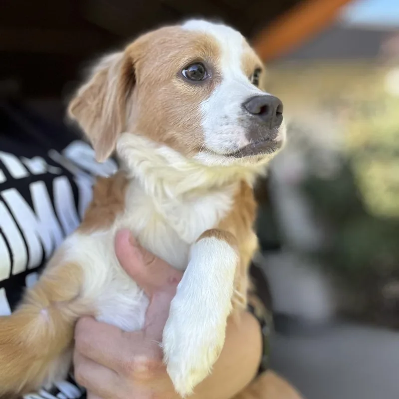 A young small-sized male Red / Chestnut / Orange Mixed Breed dog named Cassian for adoption in San Francisco, CA