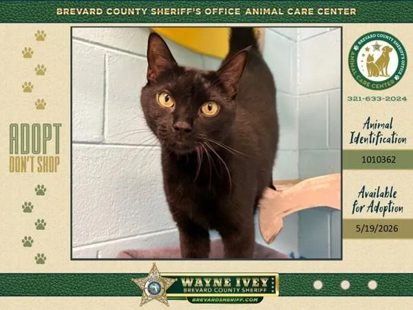 An adult small-sized male Domestic Short Hair cat named Bentley for adoption in Melbourne, FL