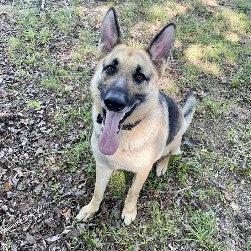 A senior extra large-sized male Golden German Shepherd Dog named Lexus for adoption in Greensboro, NC
