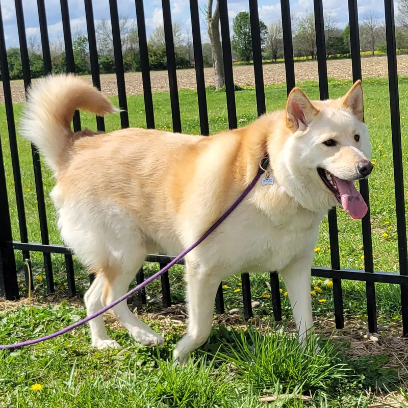 An adult extra large-sized male Golden Husky dog named Minnow for adoption in West Jefferson, OH