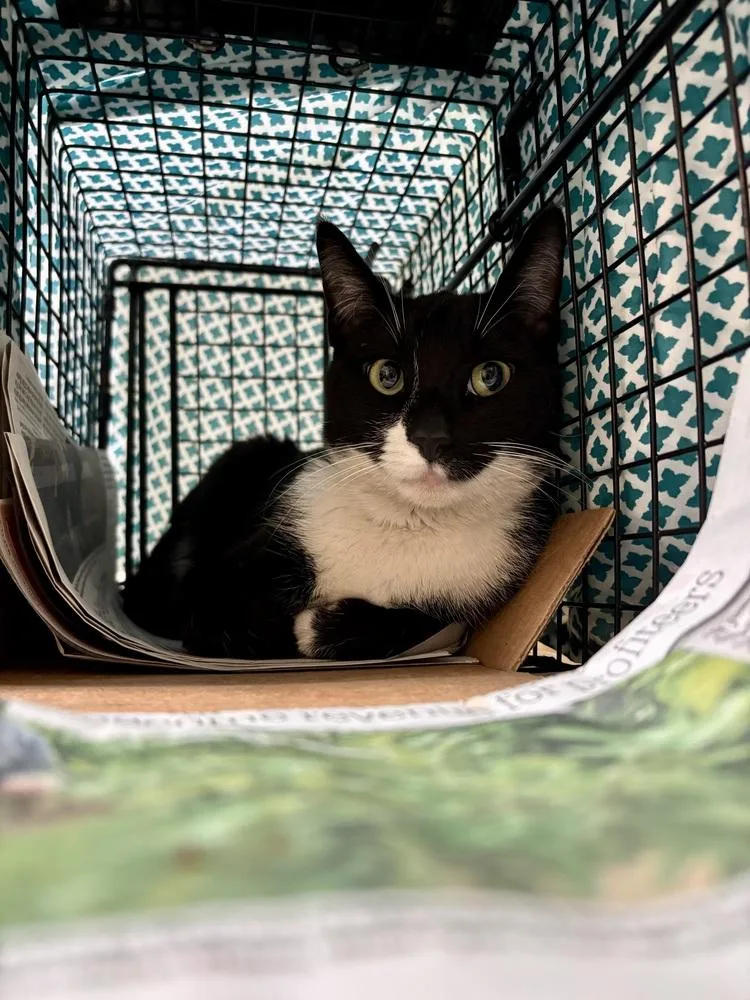 A young medium-sized female Black & White / Tuxedo Domestic Short Hair cat named Freya for adoption in Telford, PA