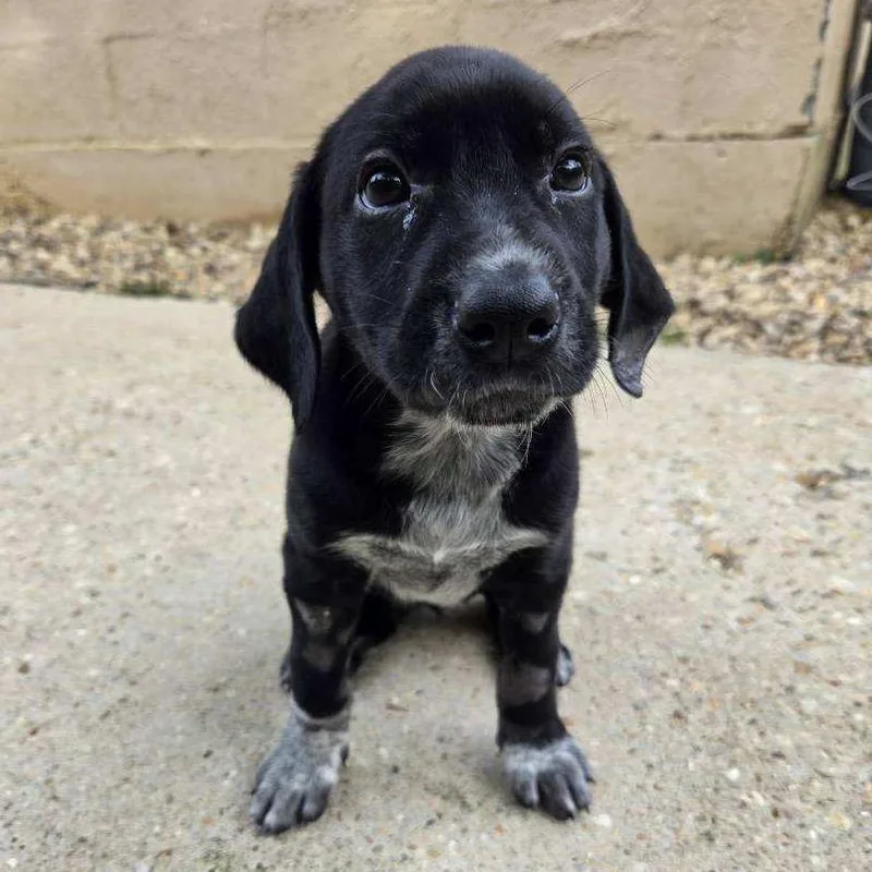 A baby medium-sized female Black German Shorthaired Pointer dog named Fiona for adoption in Lucedale, MS