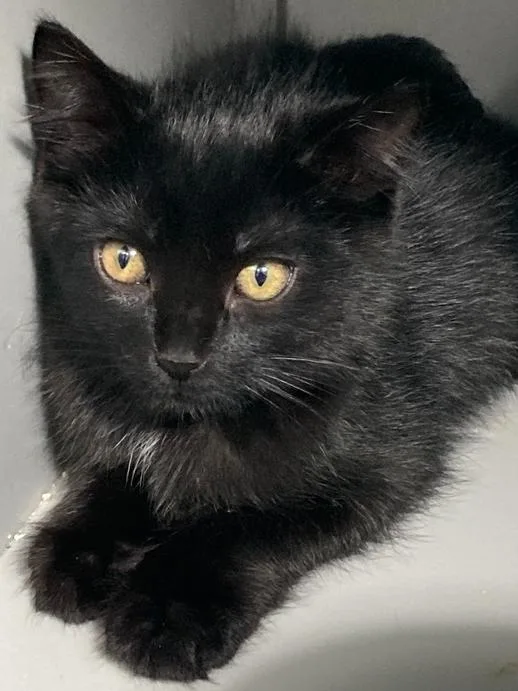 A baby small-sized male Black Domestic Short Hair cat named Quasar for adoption in Anoka, MN