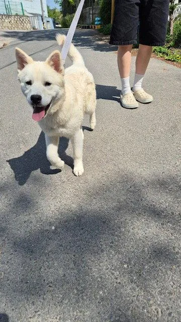 Ppomi