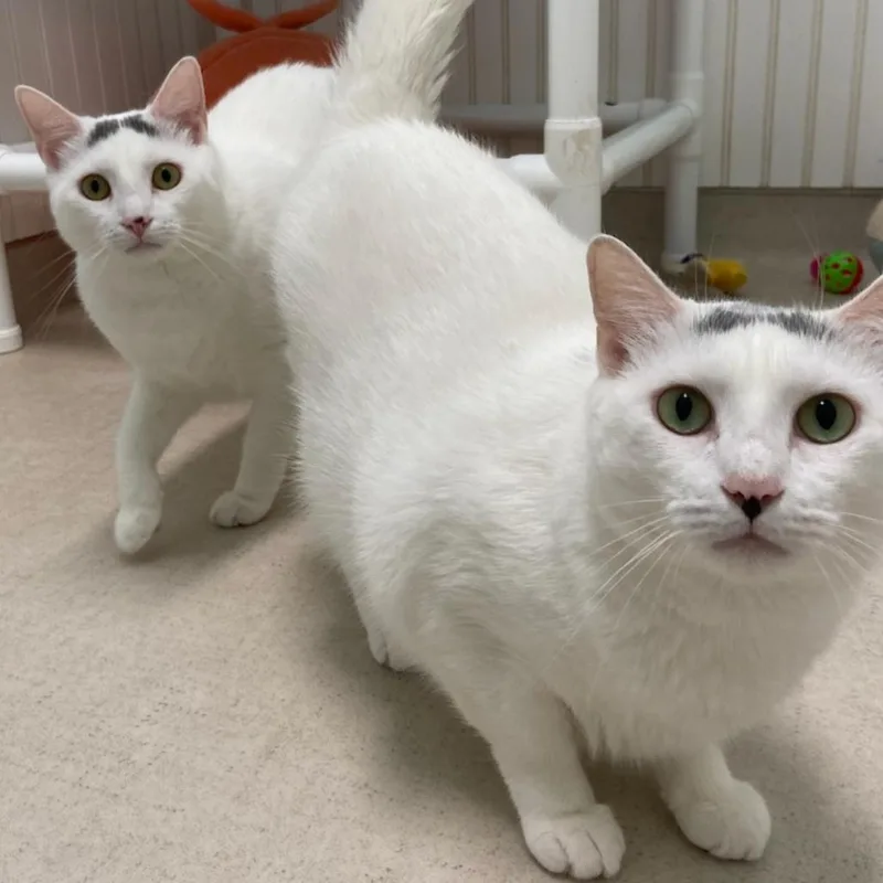 An adult large-sized female White Domestic Short Hair cat named Sarah for adoption in North Branford, CT