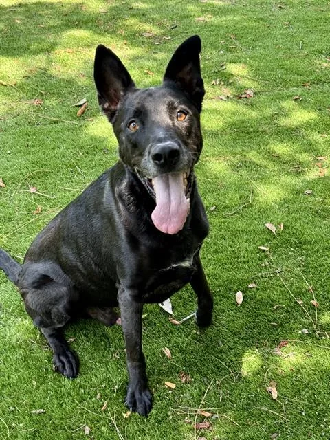 An adult medium-sized male Mixed Breed dog named Cole for adoption in Fort Walton Beach, FL