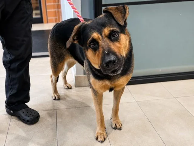 An adult large-sized male German Shepherd Dog dog named Niklaus for adoption in Garland, TX