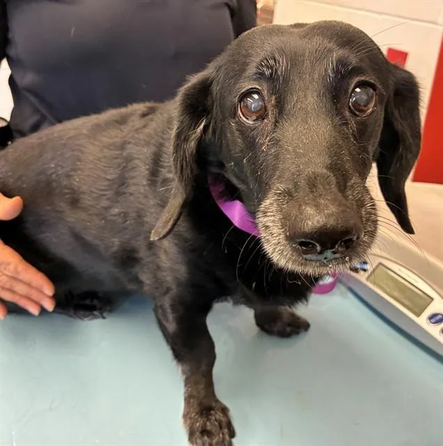 An adult small-sized female Dachshund dog named Gertie for adoption in Mesa, AZ