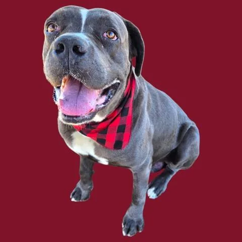 An adult extra large-sized male Mastiff dog named Max for adoption in Bakersfield, CA