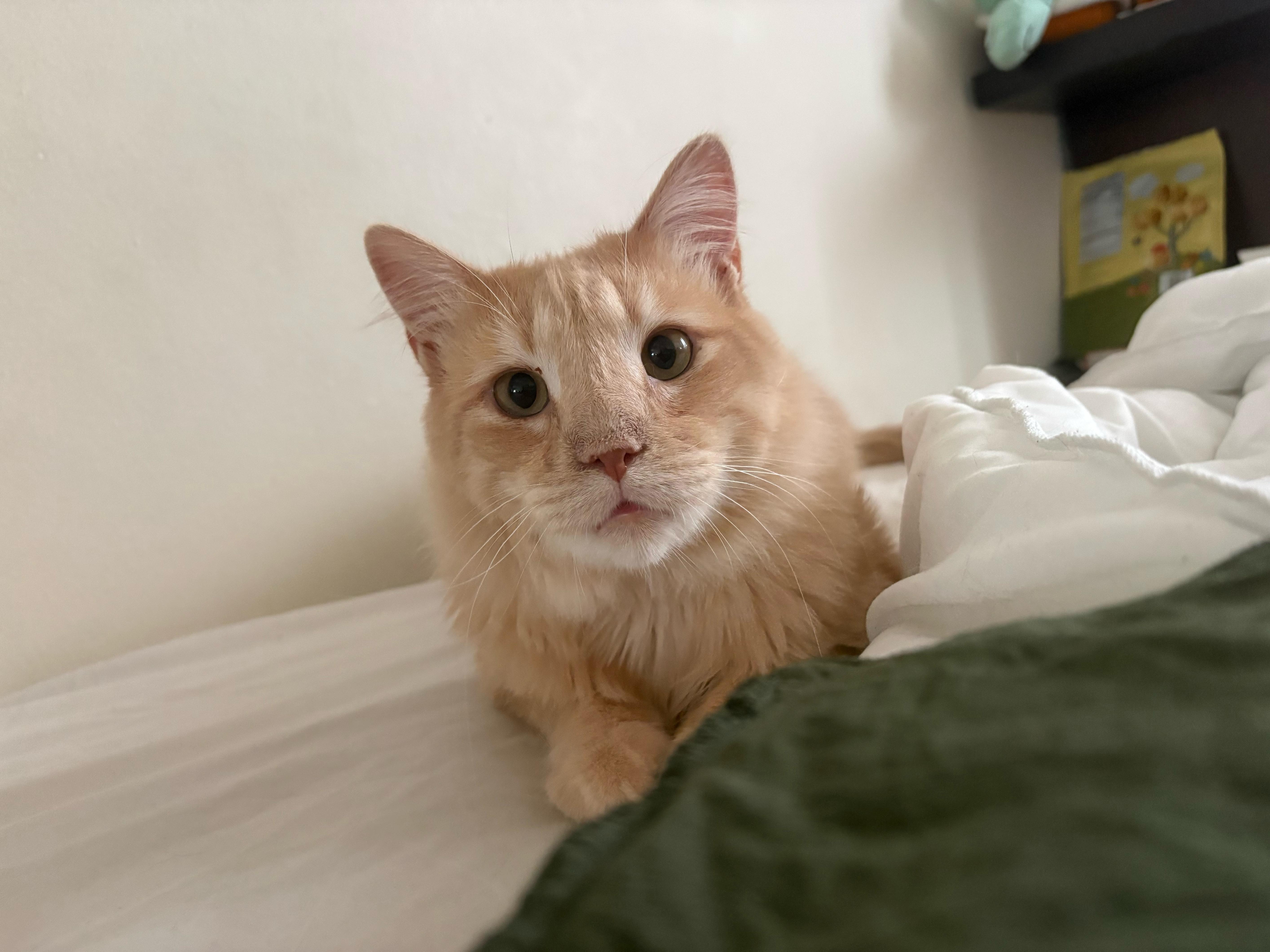 An adult medium-sized male Orange & White Domestic Long Hair cat named Dennis for adoption in Hillsboro, OR
