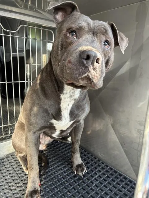 An adult large-sized female Mixed Breed dog named Malificent for adoption in Dallas, TX