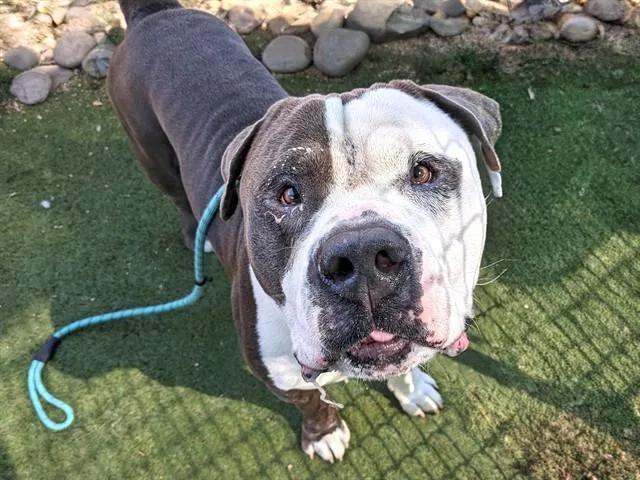 An adult large-sized male Pit Bull Terrier dog named Bubba for adoption in Phoenix, AZ