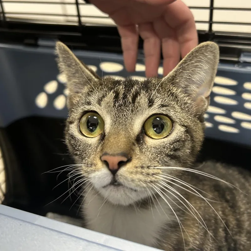 An adult medium-sized female Gray / Blue / Silver Domestic Short Hair cat named Lacie for adoption in Newark, NJ