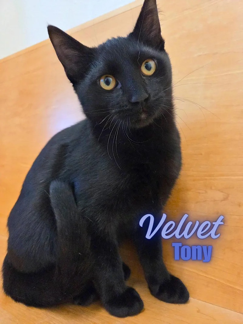 Velvet Tony