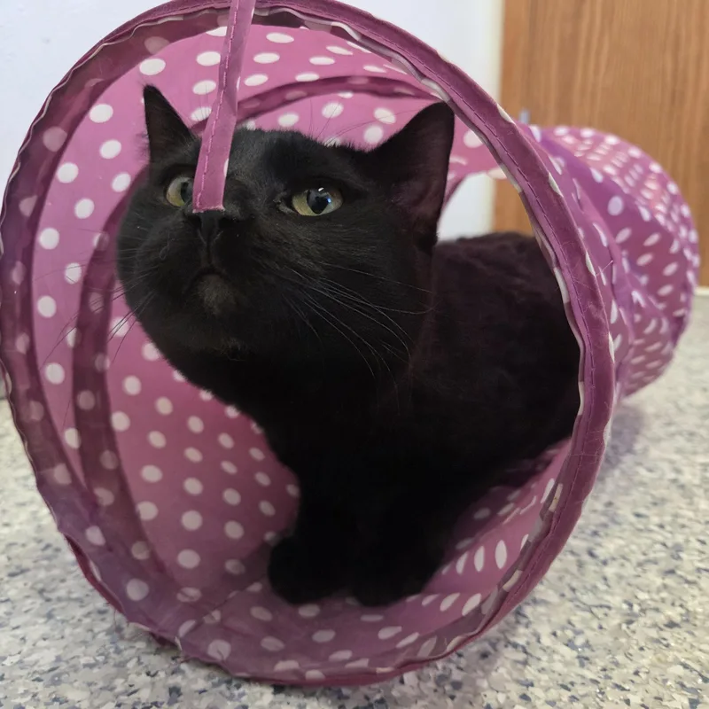 Velvet Tony thumbnail 3