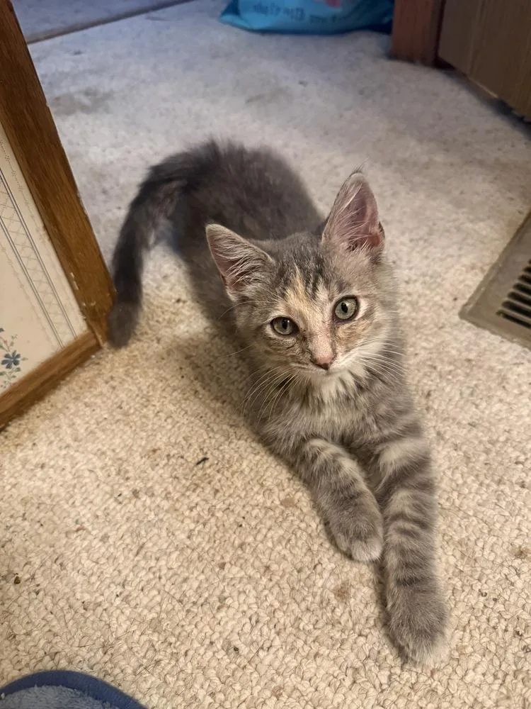 A baby small-sized female Gray / Blue / Silver Domestic Short Hair cat named Lilith for adoption in Plymouth, MI