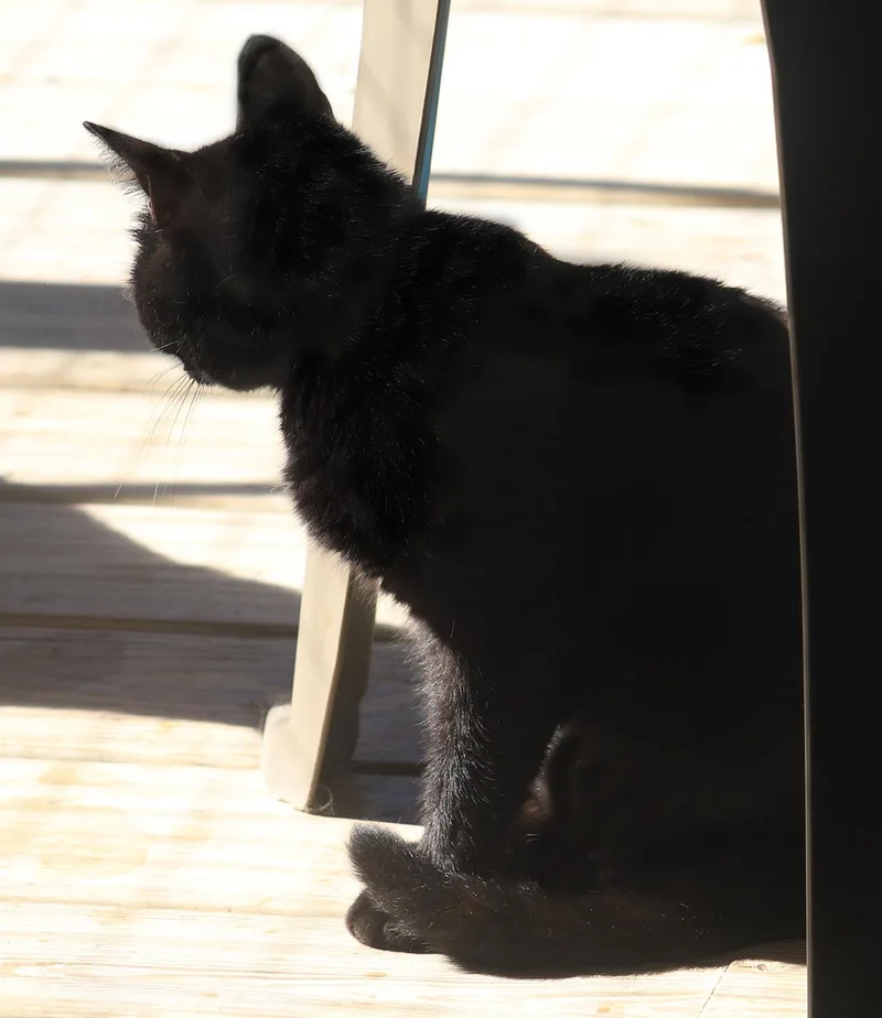 A young small-sized female Domestic Short Hair cat named Utaweechie for adoption in North Fort Myers, FL