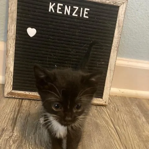 A baby small-sized female Black Domestic Short Hair cat named Kenzie C for adoption in Princeton, MN