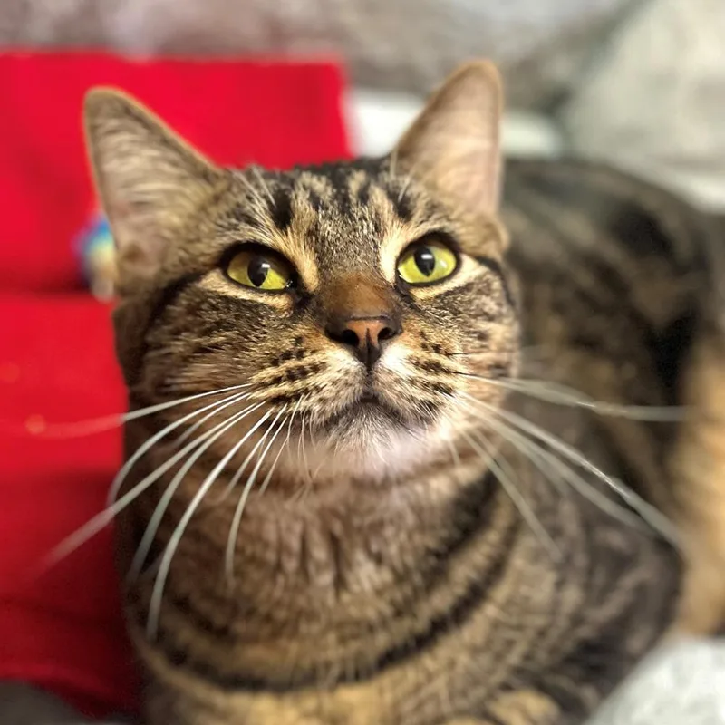An adult small-sized male Domestic Short Hair cat named Kazoo for adoption in Port Washington, NY
