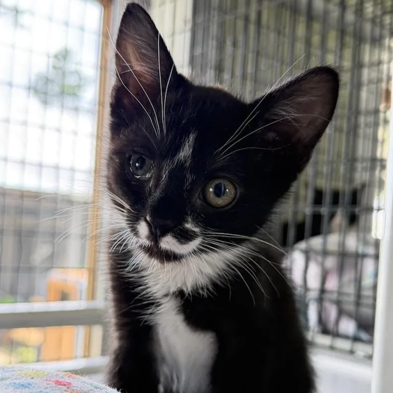 Wiggle Whiskers