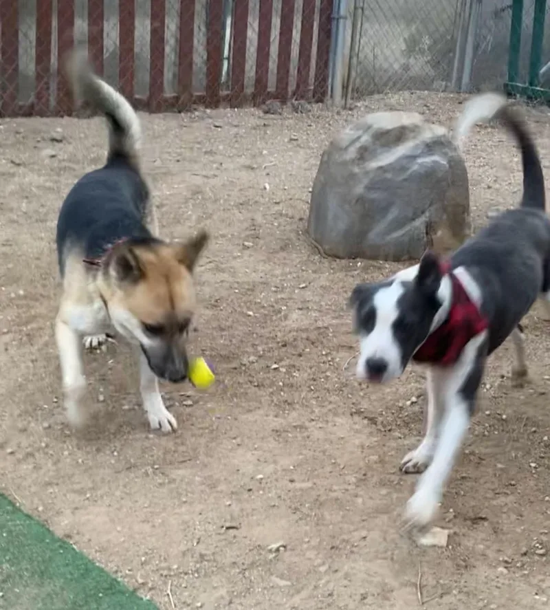 Beautiful Handsome Hocus The