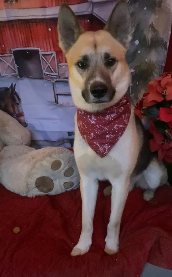 Beautiful Handsome Hocus The thumbnail 2