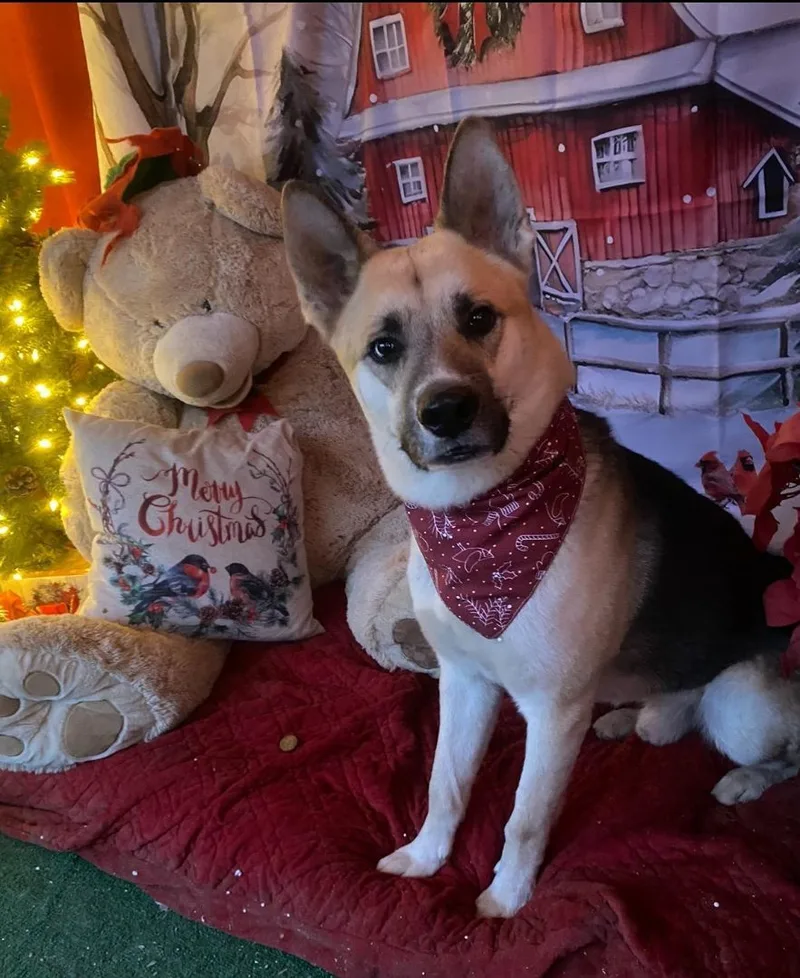 Beautiful Handsome Hocus The thumbnail 3