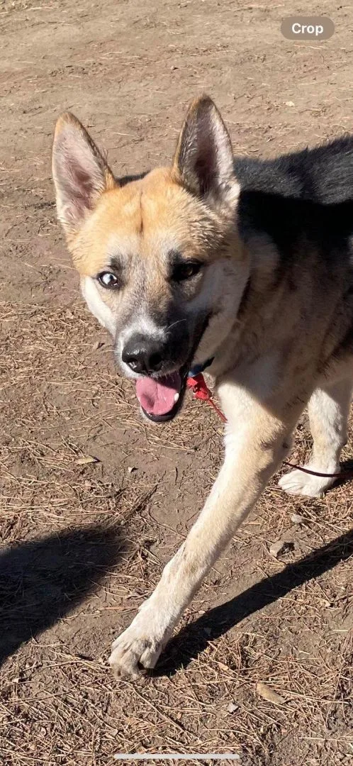 Beautiful Handsome Hocus The thumbnail 4