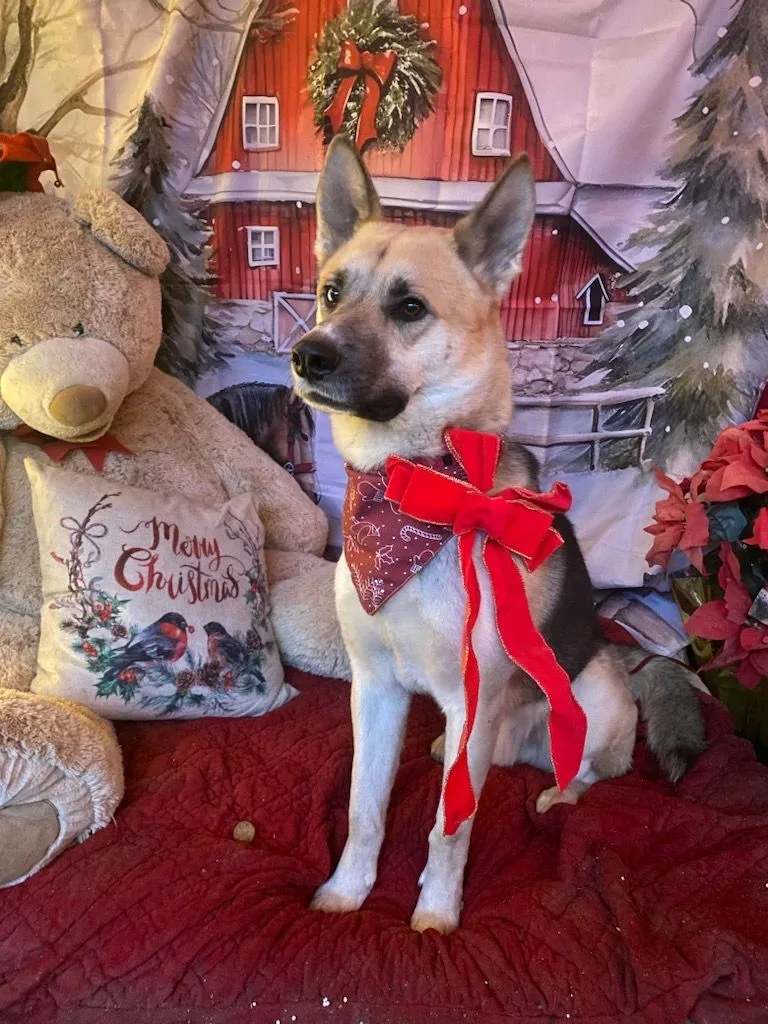 Beautiful Handsome Hocus The thumbnail 5