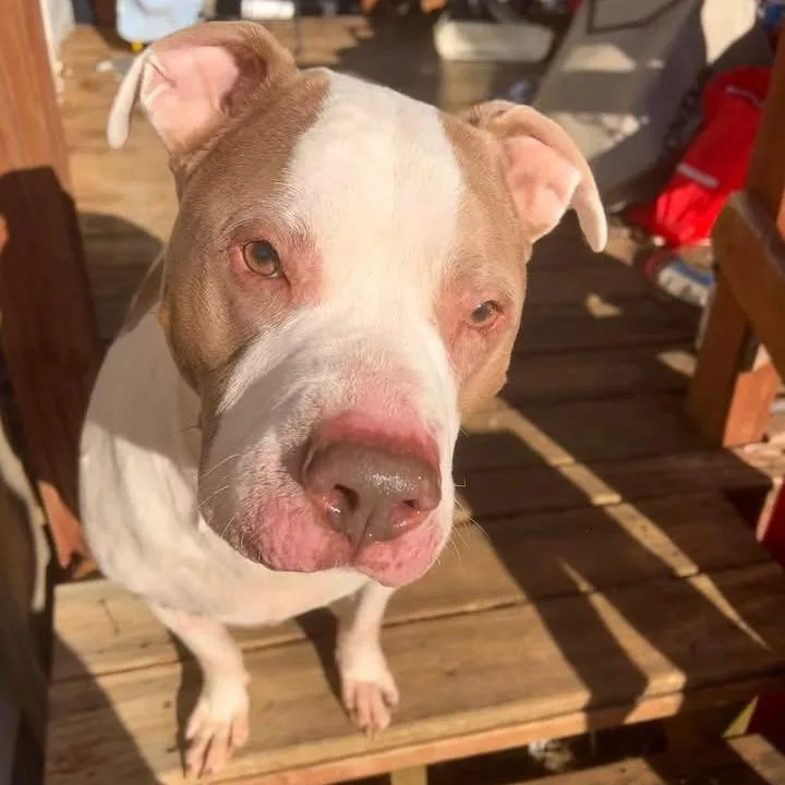 A senior medium-sized male White / Cream Pit Bull Terrier dog named Courtesy Listing  Diesel for adoption in Tuscaloosa, AL