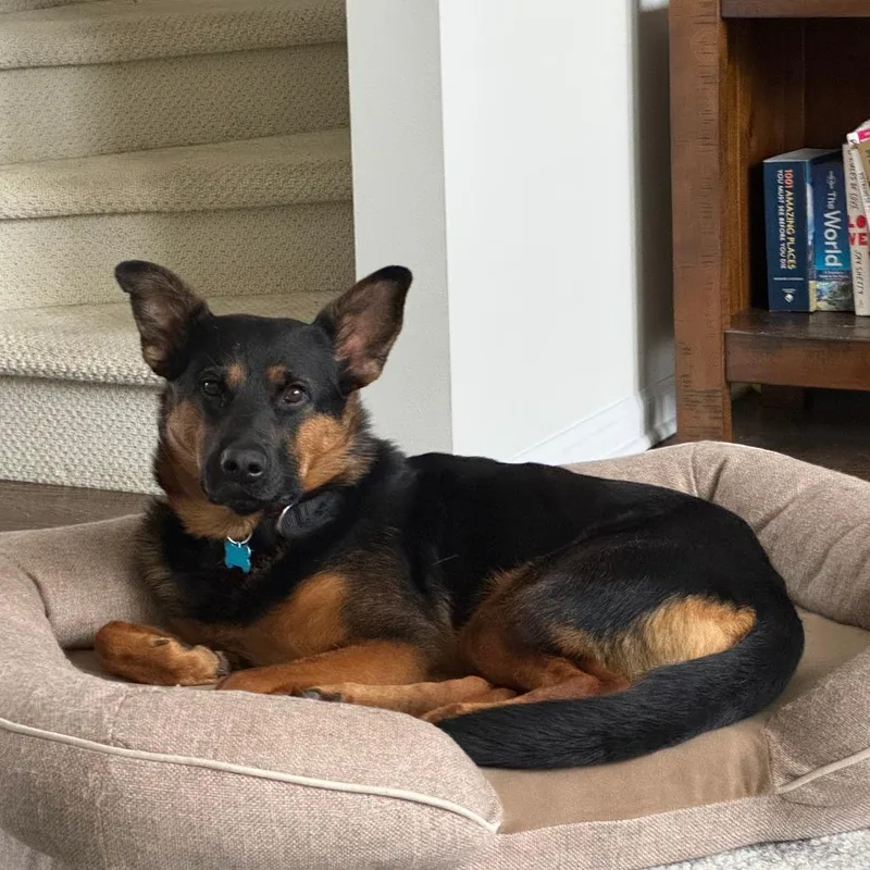 An adult medium-sized female Black German Shepherd Dog dog named Lala for adoption in La Grange, KY