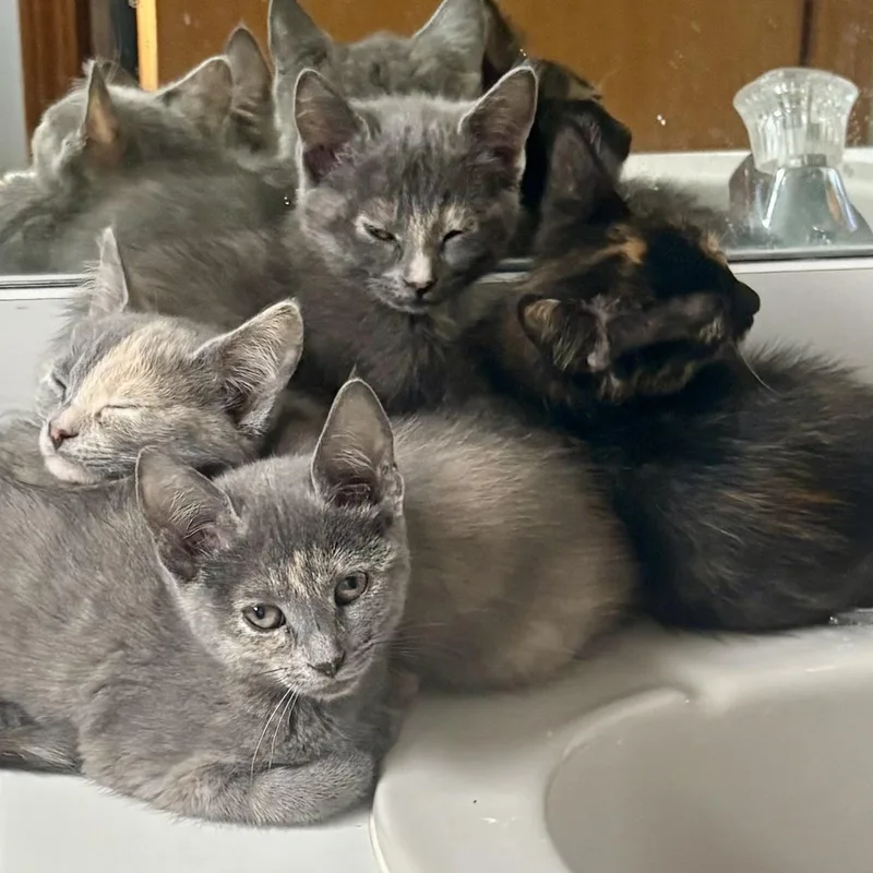 A baby medium-sized female Tortoiseshell Domestic Short Hair cat named Winnie for adoption in Buffalo, NY