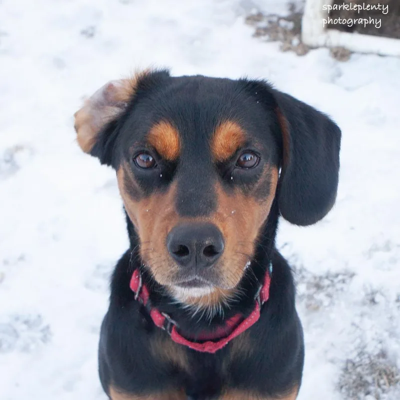 Renegade Jr. thumbnail 2