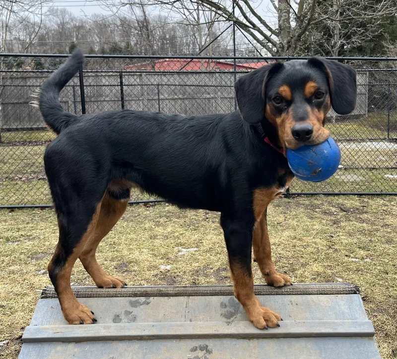 Renegade Jr. thumbnail 3