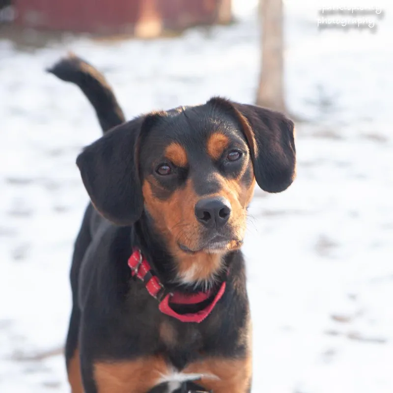 Renegade Jr. thumbnail 4