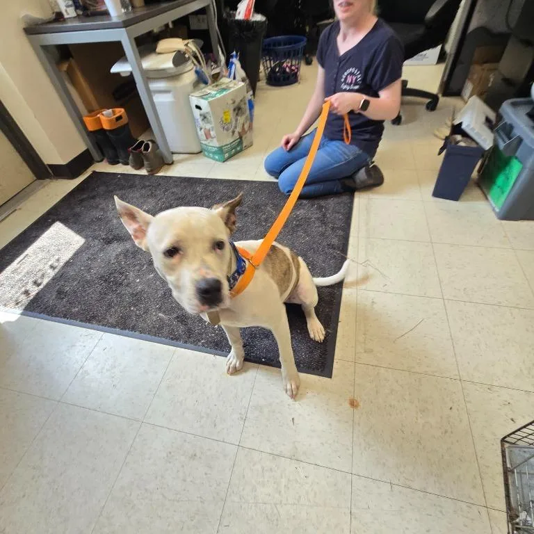 A young small-sized female Mixed Breed dog named Bonnie for adoption in Mount Gilead, NC
