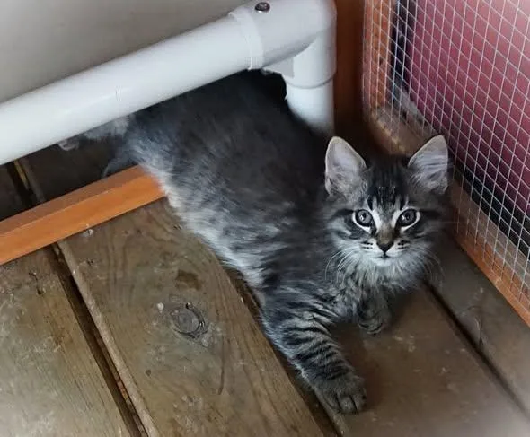 A young medium-sized male Domestic Short Hair cat named Rum Tum Tugger for adoption in Oxford, WI