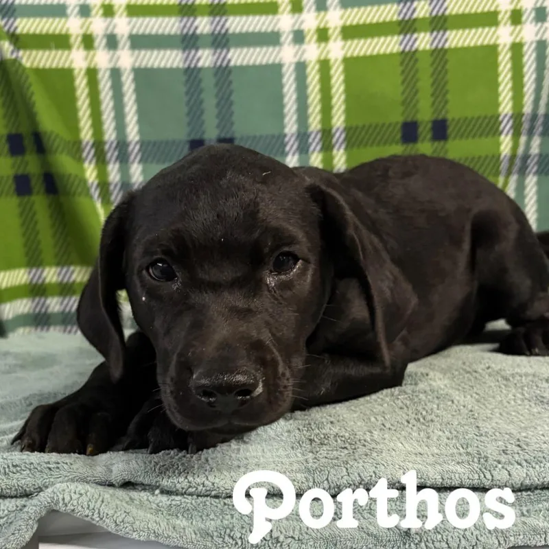 Porthos thumbnail 2