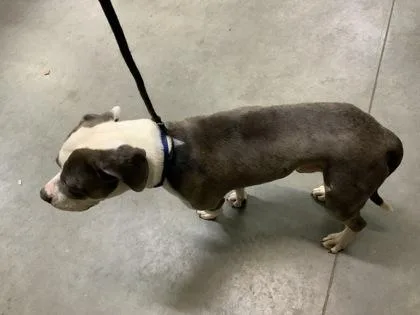 An adult large-sized male Pit Bull Terrier dog named Rylo for adoption in Atlanta, GA
