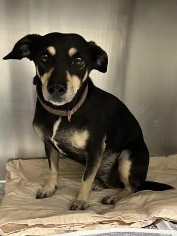 An adult small-sized female Chihuahua dog named Tiffany for adoption in Bakersfield, CA