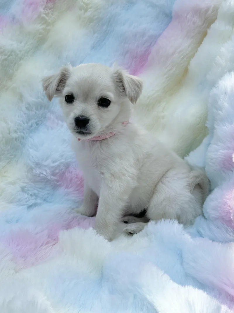 A baby small-sized female Apricot / Beige Maltese dog named Stevie for adoption in Maiden, NC