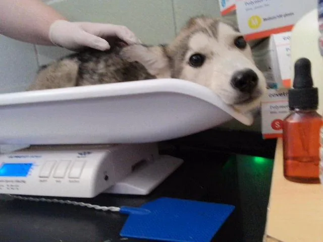 A baby small-sized female Husky dog named Riley for adoption in Tulsa, OK